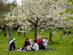 families with children sitting on grass under trees in full blossom